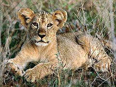 African Lion Cub Relaxing, Africa